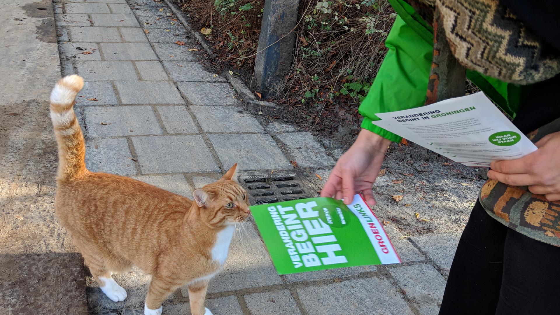 Een GroenLinks-vrijwilliger laat een rode kat aan een flyer ruiken